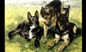 Ritratto di cani - Acrilico su tela